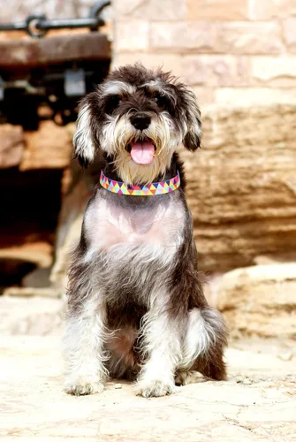 Vista 2 de Collares para perros pequeños, con patrón de impresión 3D, de nailon suave, ajustables, para perros pequeños, medianos, grandes, hembra, niño 1