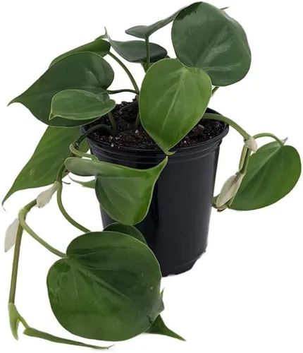 Vista 2 de Hirt's Gardens Filodendro Heart Leaf - Planta de interior más fácil de cultivar - Maceta de 4 pulgadas