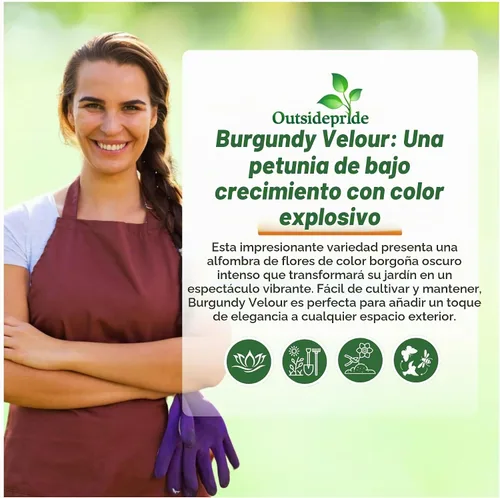 Vista 6 de Outsidepride Semillas de petunia de terciopelo burdeos Easy Wave – 15 unidades. Semillas de flores anuales, compactas y extendidas para plantar