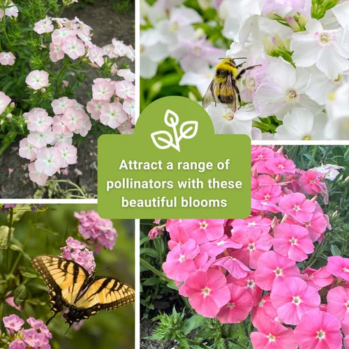 Vista 6 de Sow Right Seeds - Pastel Shades - Semillas de Phlox mixtas para plantar - Hermosas flores para plantar en tu jardín polinizador doméstico - Semillas