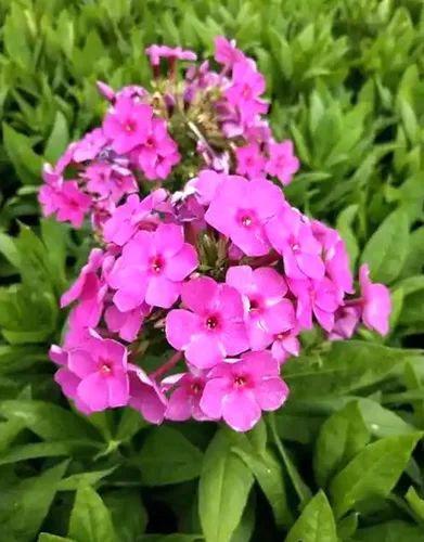 Vista 4 de 200 PZS semillas de Phlox alto rosa para plantar, semillas de flores perennes resistentes, reliquia