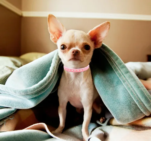 Vista 2 de Collares de perro con diamantes de imitación para perros pequeños, collar de cachorro con diamantes de imitación para niñas, bonito collar de gato