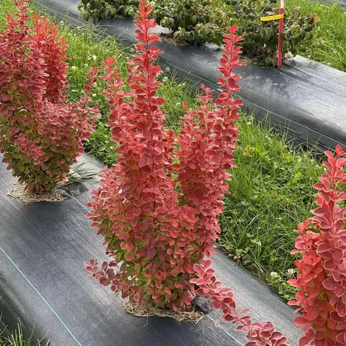 Vista 2 de Hirt's Gardens SUNJOY Orange Pillar - Agracejo - Berberis - Ganadores probados - Olla de 4 pulgadas - Sin envío al estado de Washington