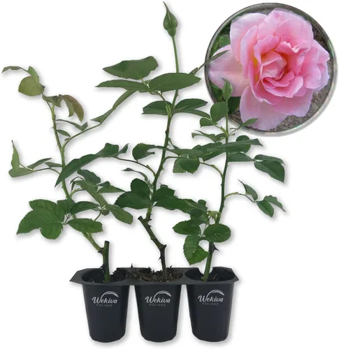 Vista 7 de Tiffany Rose Bush - 1 planta de inicio vivo - Impresionante cultivo híbrido de rosas de té añade color y fragancia a cualquier jardín