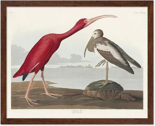 Vista 99 de Poster Master Póster vintage de James Audubon – Impresión retro de amargo americano – Arte de aves de América – Regalo para hombres, mujeres