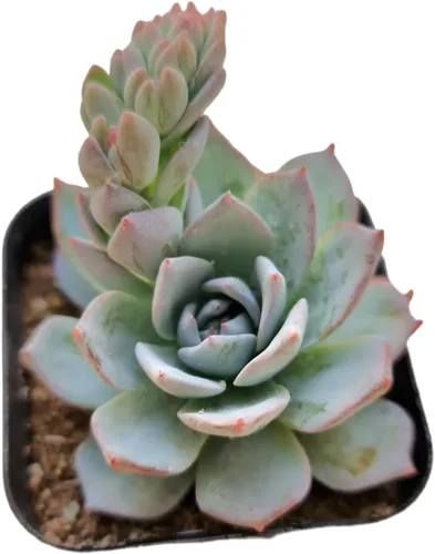 Vista 2 de Plantas suculentas de cactus vivos de USKC (2 "Pot Aloe Juvenna 'Tiger Tooth Aloe')