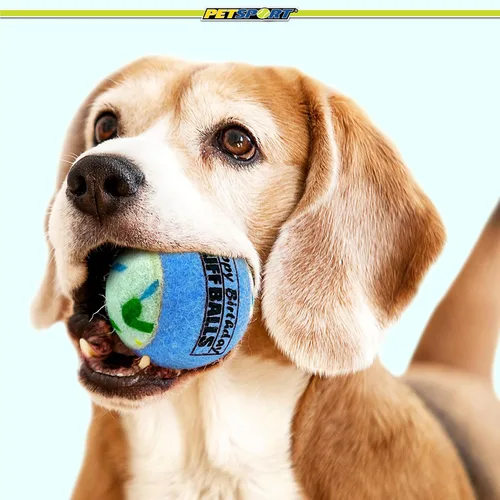 Vista 7 de PetSport Jr. Happy Birthday Tuff Ball - Juguetes para perros Paquete de 4 pelotas de tenis pequeñas (1.8 pulgadas) seguras para mascotas y goma