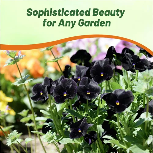 Vista 6 de Outsidepride Semillas de Viola Negra Pensamiento para Plantar - 1,000 Piezas. Plantas bianuales, trepadoras, resistentes al frío y amigables