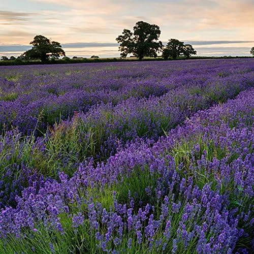 Vista 5 de Park Seed Semillas de lavanda inglesa, ricas en aceites esenciales, paquete de 100 semillas