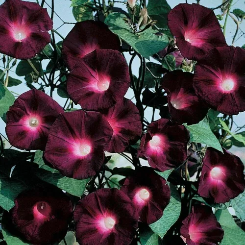 Vista 4 de Más de 50 semillas altas de gloria matutina mezcla de vid trepadora valla de flores jardín Estados Unidos flor vid perenne flores trepadoras