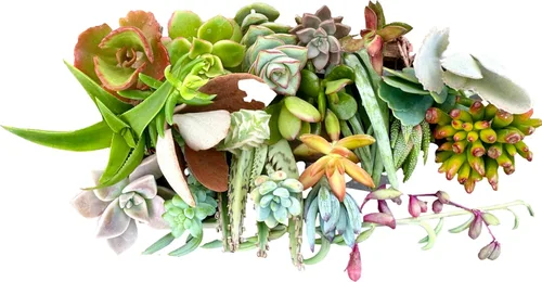 Vista 6 de 25 mini esquejes de suculentas vivas surtidas, no hay 2 suculentas iguales, ideales para terrarios, mini jardines y como plantas de inicio. Plantas