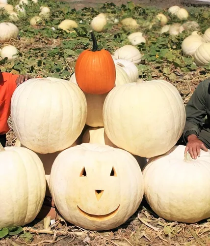 Vista 2 de TomorrowSeeds - Semillas de calabaza blanca Lumina - Más de 10 unidades - para plantar Halloween otoño tallado fantasma Casper oso polar Calabaza