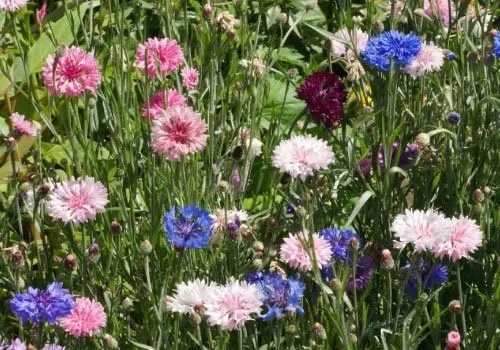 Vista 2 de Semillas de botón de aciano/soltero - Mezcla alta Centaurea Cyanus sin OMG a granel (1 lb) 90,000 semillas