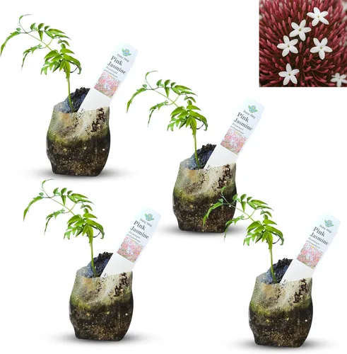 Vista 35 de Plantas de aloe coral (Aloe striata) - Suculenta viva con llamativos bordes rosados y hojas lisas y planas para jardinería en interiores
