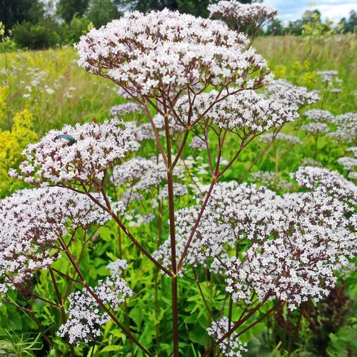 Vista 7 de Outsidepride Semillas de valeriana – 5000 piezas. Perenne, resistente, de bajo mantenimiento y fácil de cultivar, semillas de hierbas para plantar