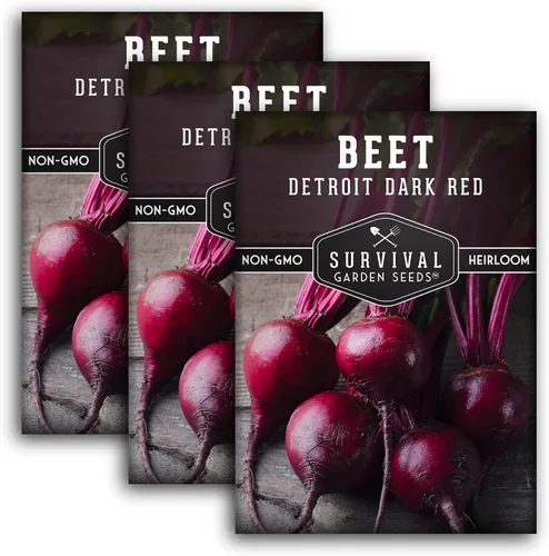 Vista 11 de Detroit - Semillas de remolacha roja oscura para plantar, remolacha roja clásica para cultivo de jardín al aire libre, remolacha tradicional de alto