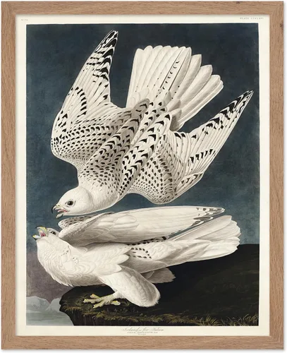 Vista 50 de Poster Master Póster vintage de James Audubon – Impresión retro de amargo americano – Arte de aves de América – Regalo para hombres, mujeres