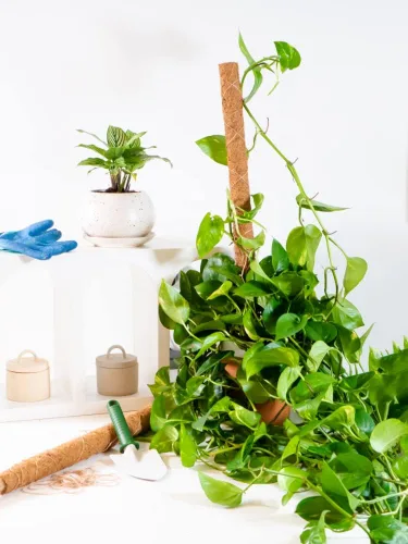 Vista 5 de Envelor Postes de musgo de coco, estacas de soporte para plantas de coco, estaca para plantas de coco, poste de tótem de fibra de coco, poste