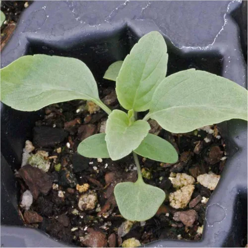 Vista 7 de Seed Needs Semillas de salvia de zafiro para plantar flores de salvia azul, 2 paquetes