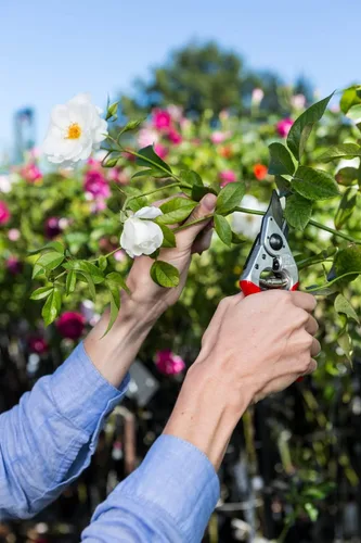 Vista 4 de Felco F 14 Tijeras de podar – Cortadoras de jardín de 7.1 pulgadas para manos pequeñas con hojas bypass y yunque Podadoras de mano para jardinería