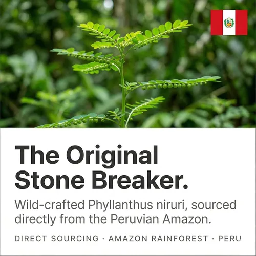 Vista 2 de Blue Organix Chanca Piedra Stone Breaker Extracto líquido de 2 onzas, soporte para la salud renal, 1 botella
