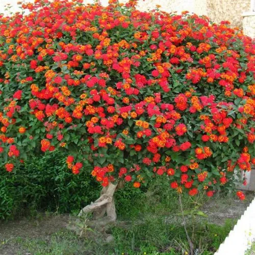 Vista 7 de Paquete de 4 plantas perennes de Lantana vivas de rápido crecimiento para jardín o contenedores, 4-8 pulgadas de alto, flores rojas brillantes