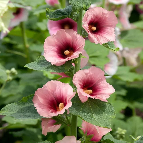 Vista 7 de Outsidepride Halo Hollyhock Seeds – 50 piezas de semillas de flores perennes de albaricoque, tolerantes a la sequía de larga duración con flores