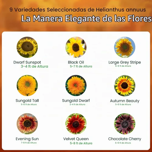 Vista 3 de Created By Nature Semillas de girasol para plantar, mezcla de semillas de girasol de 9 variedades, 1,000 semillas