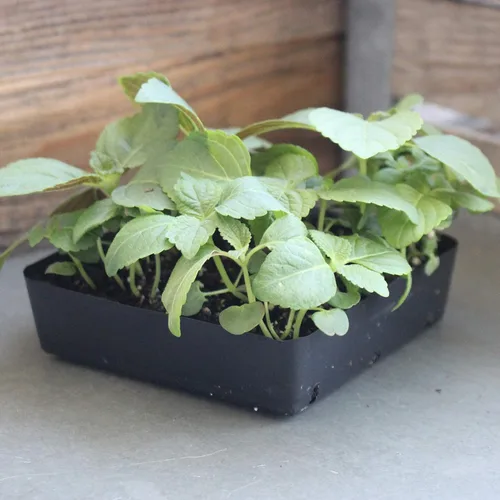 Vista 2 de Shiso Seeds - Verde - 1 oz - Jardín de hierbas y microgreens/Micro hierbas sin OMG - AKA: Perilla, planta de bistec