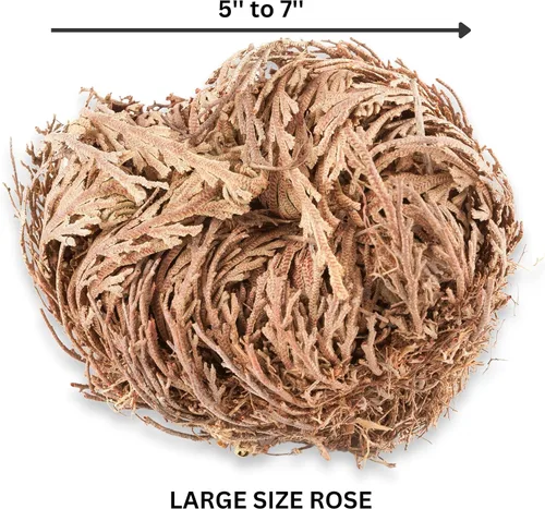 Vista 2 de Dos - Rosa de Jericó Flor I Tamaño Grande Flor de Jericó - Planta de Resurrección Selaginella Lepidophylla Rosa Seca I Doradilla Planta 5