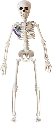 Vista 3 de Widmann Skeleton 15.7 in