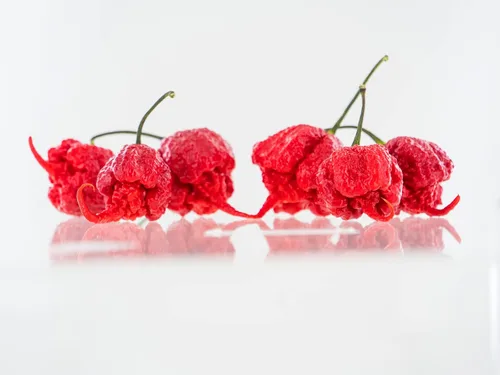 Vista 4 de Pepper Joe's Carolina Reaper Seeds - Paquete de 10 semillas de chile más calientes del mundo, cultivadas en Estados Unidos, semillas de Carolina