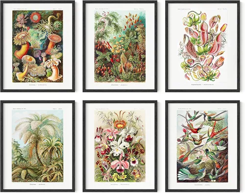 Vista 14 de HAUS AND HUES Pósteres florales y de plantas, juego de 6 impresiones botánicas, arte de pared de flores y plantas, decoración botánica