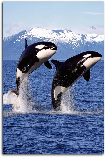 Vista 8 de XDTIOPIMY Póster con temática del océano, divertido póster decorativo de pared, lienzo con imágenes de animales y ballenas asesinas para sala