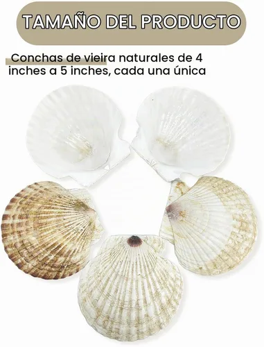 Vista 2 de stonechic 50 conchas de vieira para manualidades, grandes de 4 a 5 pulgadas, conchas naturales de playa blancas a granel para decoupage