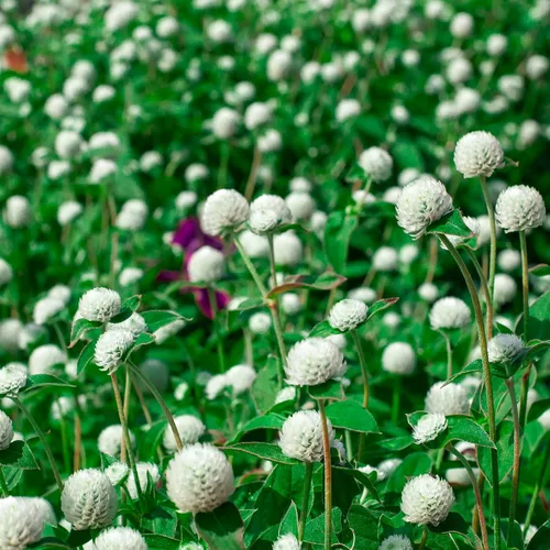 Vista 12 de Outsidepride - Semillas mixtas de Gomphrena - 1000 piezas anuales, tolerantes al calor y la sequía, semillas de amaranto globo amigables