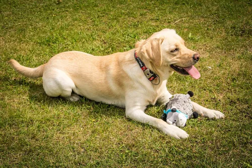 Vista 4 de Petface Juguete para perros Farmyard Buddies Dumpy Donkey