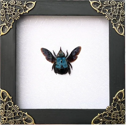 Vista 37 de 2 Real Dragonfly Specimens Shadow Box Framed Insect Display Oddities Curiosities Entomology Collection Natural History Wall Decor Gift for Nature