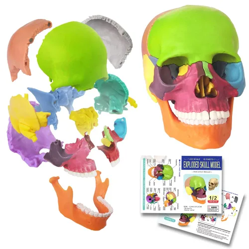 Vista 8 de EVOTECH SCIENTIFIC Mini modelo de calavera humana, 15 piezas didácticas modelo de calavera de anatomía explosionada del tamaño de la palma