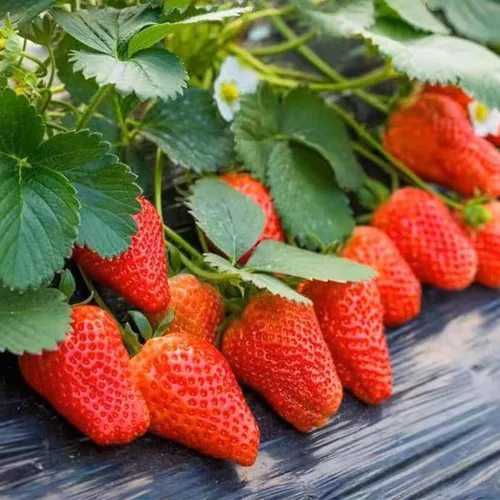 Vista 2 de 2300+ semillas de fresa perpetua Semillas de fresa de cuatro estaciones Semillas de fruta para plantar Semillas criollas no transgénicas para jardín