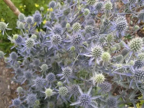 Vista 9 de 25 semillas de flores Blue Star SEA Holly Eryngium