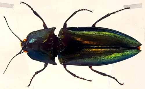 Vista 11 de 44mm Hormiga gigante tropical real en resina de lucita transparente cristalina, espécimen preservado Pseudoneoponera Rufipes, taxidermia