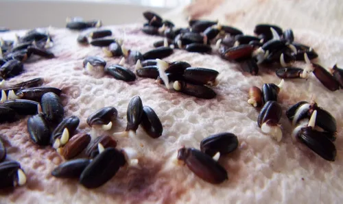 Vista 2 de Arroz negro 500 semillas sabor a nuez prohibido fácil de cultivar plantas orgánicas viables!