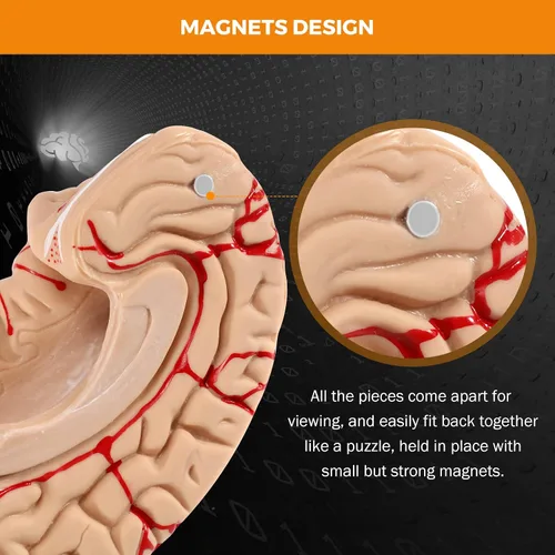 Vista 6 de BEAMNOVA Modelo de cerebro humano con vasos, modelo de anatomía de tamaño real de 8 partes desmontable con imanes, herramienta de enseñanza