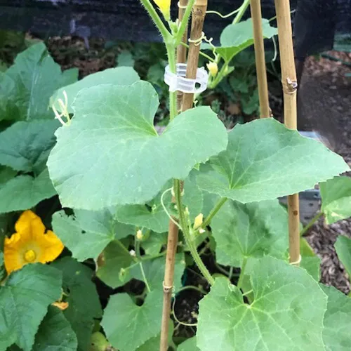 Vista 5 de 20 estacas de bambú natural de 18 pulgadas para plantas de interior, palos de bambú, estacas de bambú de jardín para plantas en maceta, tomate