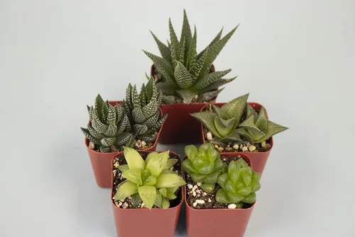 Vista 3 de Compra Suculentas Colección Haworthia Surtido de plantas suculentas de interior vivas, miniaturas de aloe seleccionadas a mano, completamente