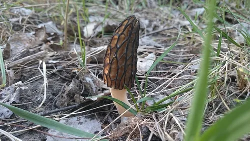 Vista 6 de Sporas Black Morel Setas Semillas Micelio Spawn Crecer Bonsái Secado No GMO