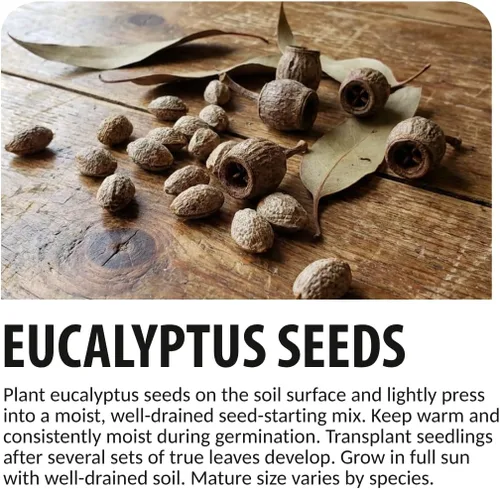Vista 5 de Semillas de árbol de goma de Fuschia para plantar (10 semillas) - Eucalyptus forrestiana
