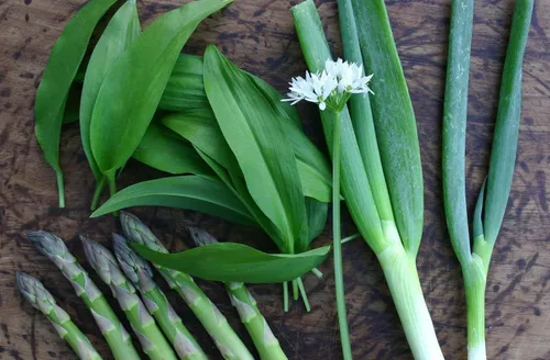 Vista 5 de Semillas Ramsons (ajo silvestre) Heirloom Vegetal de hoja ancha para plantar sin OMG