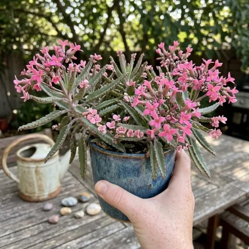 Vista 3 de Kalanchoe - Planta suculenta viva de mariposa rosa, maceta de 2 pulgadas, colorida para interiores, hermoso regalo para los amantes de las plantas